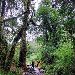 trekking parque alerce Andino